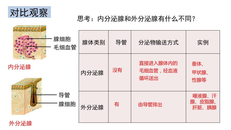 4.6.4 激素调节-【备课优选】2022-2023学年七年级下册生物同步优质课件（人教版七下）05