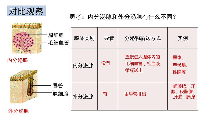 4.6.4 激素调节-【备课优选】2022-2023学年七年级下册生物同步优质课件（人教版七下）05