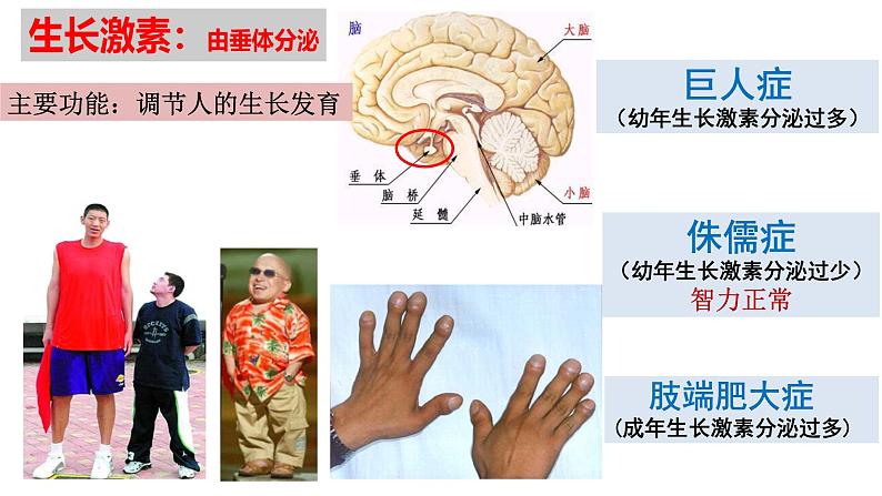 4.6.4 激素调节-【备课优选】2022-2023学年七年级下册生物同步优质课件（人教版七下）07