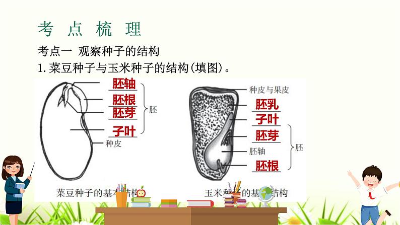 中考生物复习专题四第8章被子植物的一生课件第3页