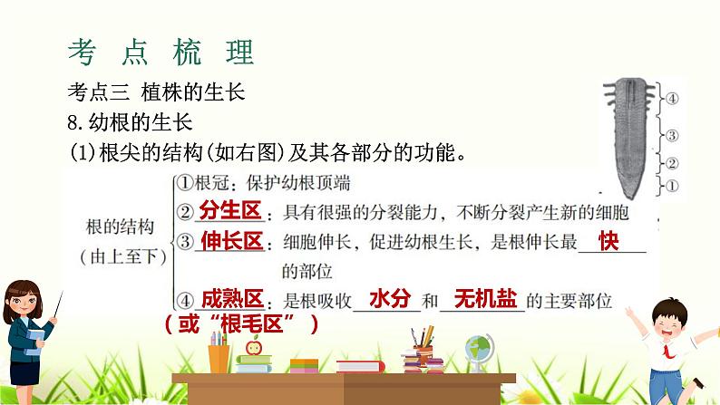 中考生物复习专题四第8章被子植物的一生课件第8页