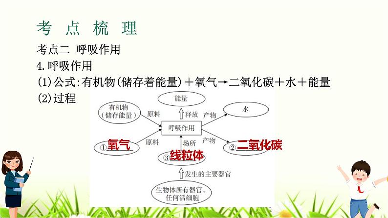 中考生物复习专题四第11章绿色植物与生物圈中的碳—氧平衡课件07