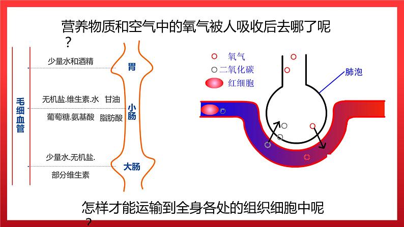 4.1+流动的组织——血液课件03