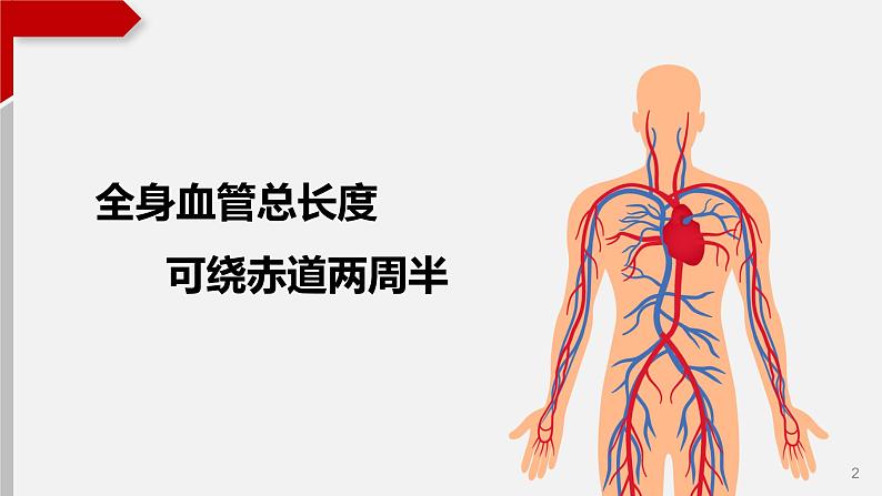 4.4.2血液流通的管道——血管课件02