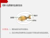 4.4.2血液流通的管道——血管课件