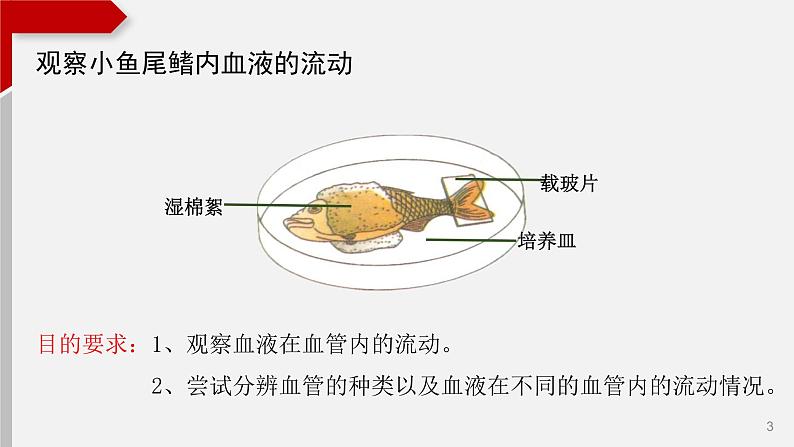 4.4.2血液流通的管道——血管课件03