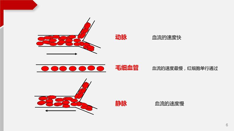 4.4.2血液流通的管道——血管课件06