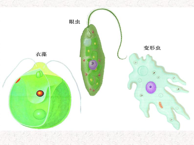 苏科版七下生物 9.3 单细胞的生物体 课件02