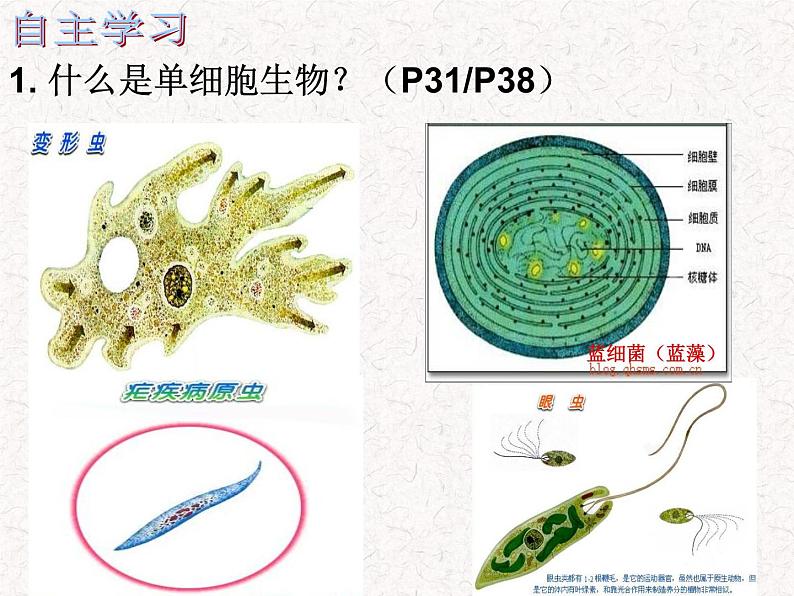 苏科版七下生物 9.3 单细胞的生物体 课件06