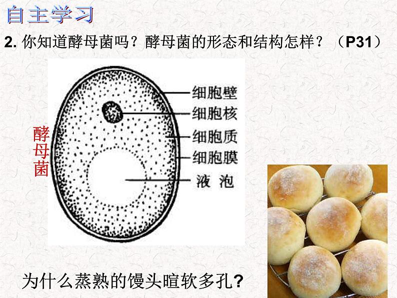 苏科版七下生物 9.3 单细胞的生物体 课件07