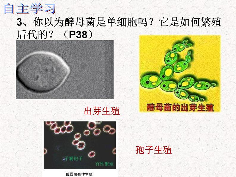 苏科版七下生物 9.3 单细胞的生物体 课件08