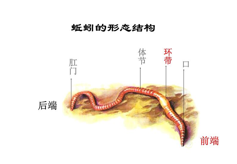 苏科版七下生物 13.1 土壤里的小动物 课件06