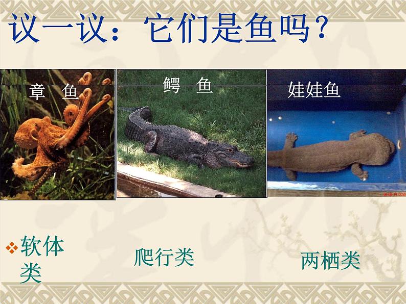 苏科版七下生物 14.1 生物的命名和分类 课件07