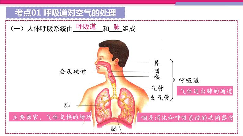 中考生物一轮复习讲练测--专题11 人体的呼吸（精品课件）06