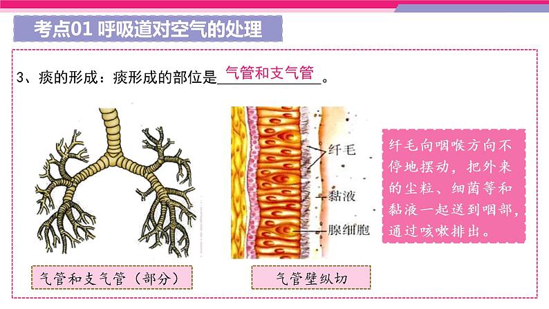 中考生物一轮复习讲练测--专题11 人体的呼吸（精品课件）08