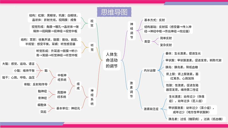 中考生物一轮复习讲练测--专题14 人体生命活动的调节（精品课件）05