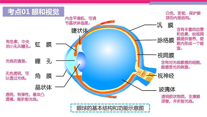 中考生物一轮复习讲练测--专题14 人体生命活动的调节（精品课件）08