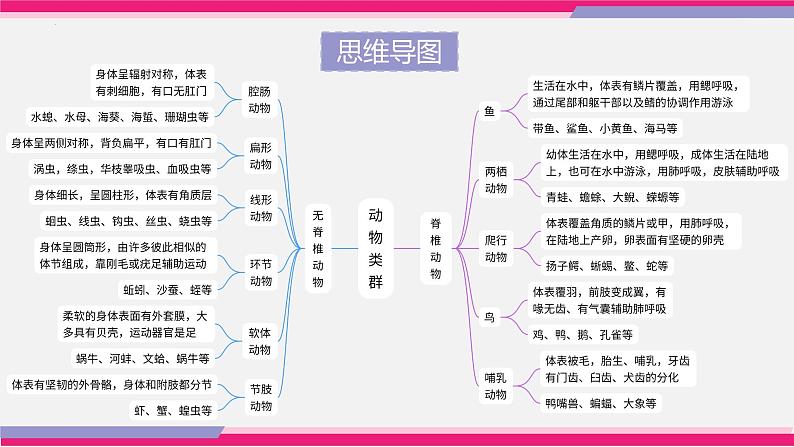 中考生物一轮复习讲练测--专题15 动物的主要类群（精品课件）第5页