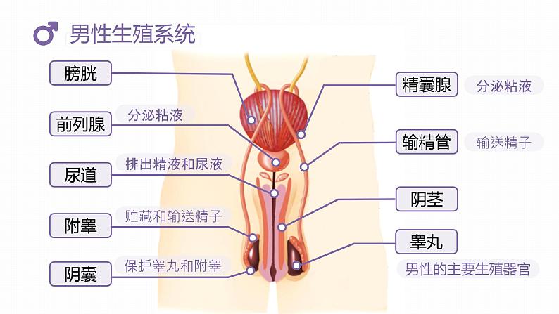 （人教七下）1.2 人的生殖-课件第7页