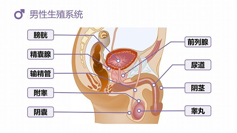 （人教七下）1.2 人的生殖-课件第8页