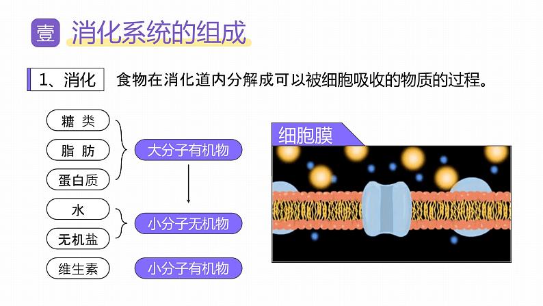 新人教版（新课标）生物七下：2.2《消化和吸收》课件+教案05