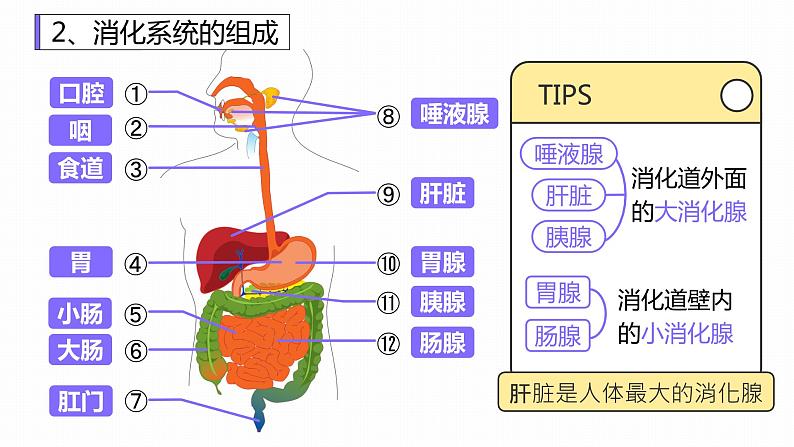 新人教版（新课标）生物七下：2.2《消化和吸收》课件+教案07