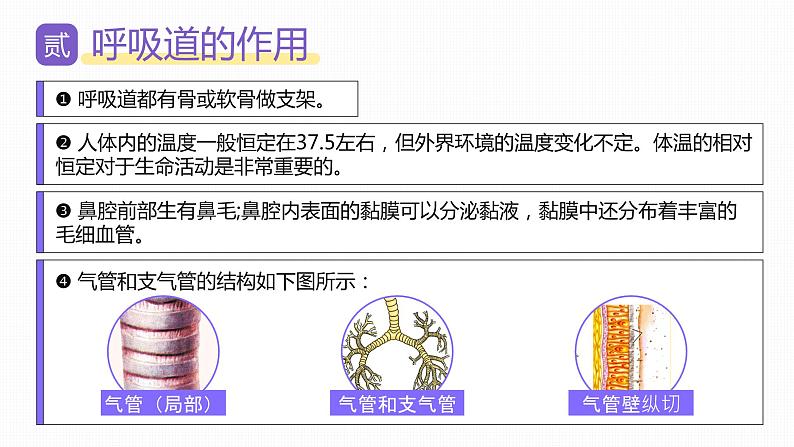 新人教版（新课标）生物七下：3.1《呼吸道对空气的处理》课件+教案07