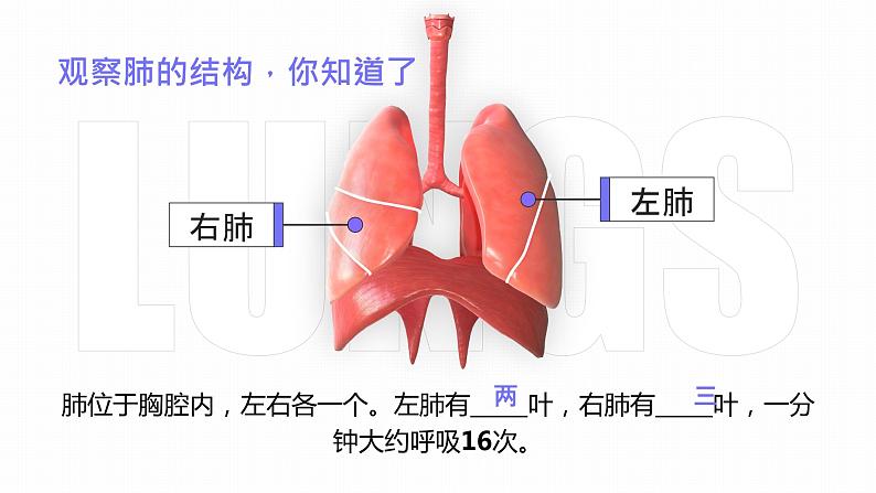 3.2 发生在肺内的气体交换-课件第7页