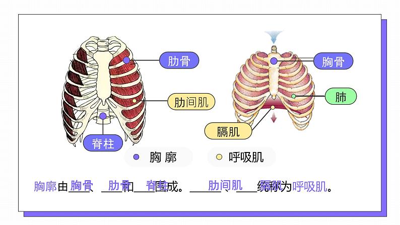 3.2 发生在肺内的气体交换-课件第8页