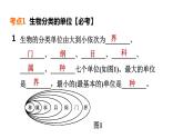 人教版中考生物一轮复习--第3课时　生物分类单位、微生物多样性与植物多样性（复习课件）