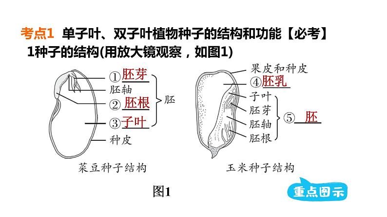 人教版中考生物一轮复习--第7课时　绿色开花植物的一生（复习课件）第4页