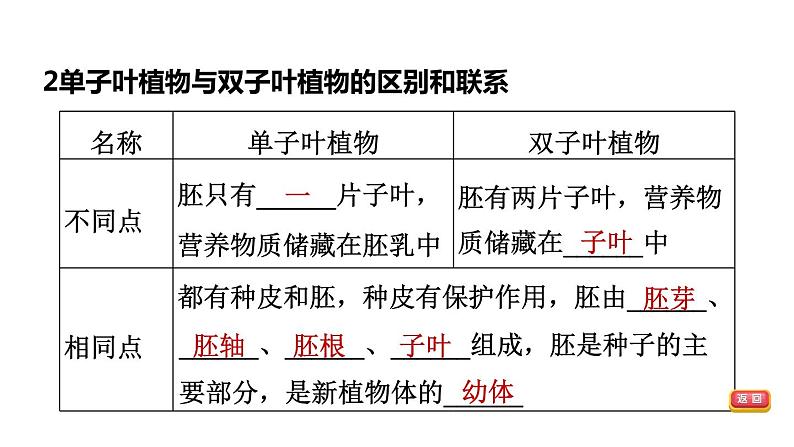 人教版中考生物一轮复习--第7课时　绿色开花植物的一生（复习课件）第6页