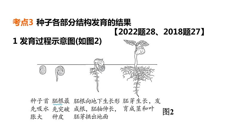 人教版中考生物一轮复习--第7课时　绿色开花植物的一生（复习课件）第8页