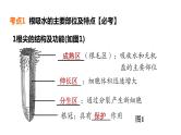 人教版中考生物一轮复习--第8课时　绿色植物的生活需要水和无机盐（复习课件）