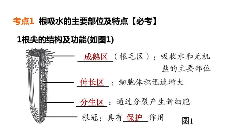 人教版中考生物一轮复习--第8课时　绿色植物的生活需要水和无机盐（复习课件）第4页