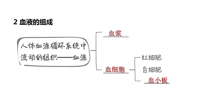 人教版中考生物一轮复习--第11课时　人体生命活动的能量供给（复习课件）第5页