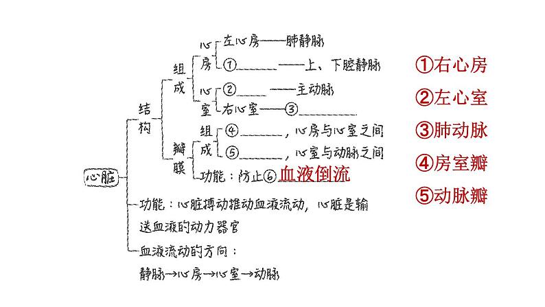 人教版中考生物一轮复习--第11课时　人体生命活动的能量供给（复习课件）第8页