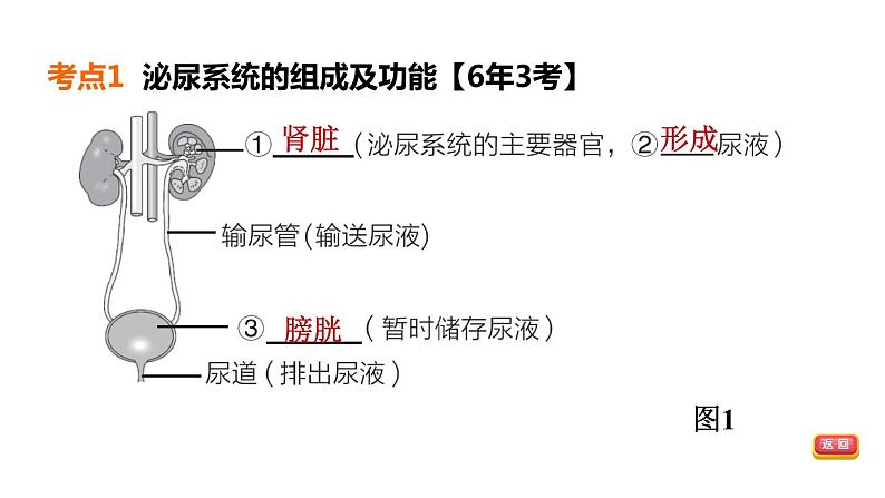 人教版中考生物一轮复习--第12课时　人体代谢废物的排出（复习课件）第4页