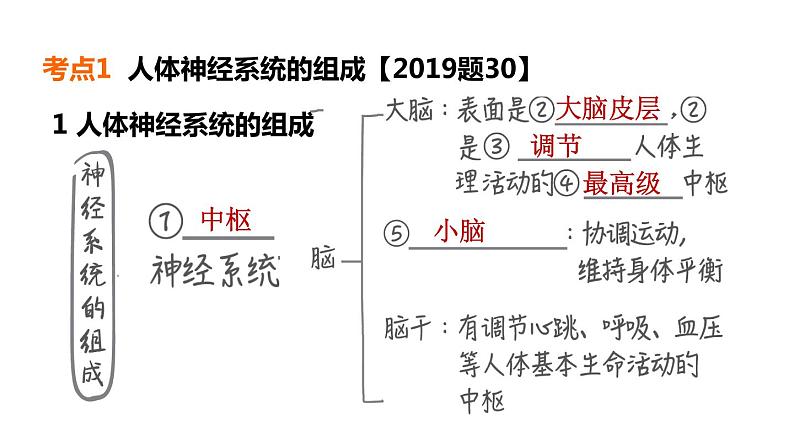 人教版中考生物一轮复习--第13课时　人体通过神经系统和内分泌系统调节生命活动（复习课件）第5页