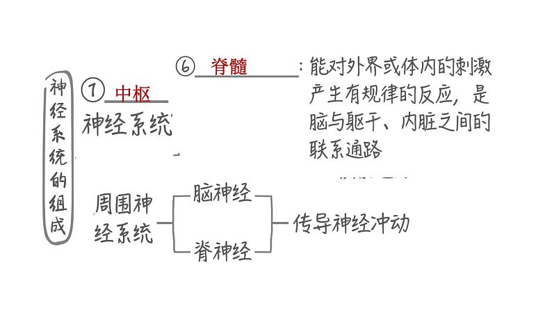 人教版中考生物一轮复习--第13课时　人体通过神经系统和内分泌系统调节生命活动（复习课件）第6页