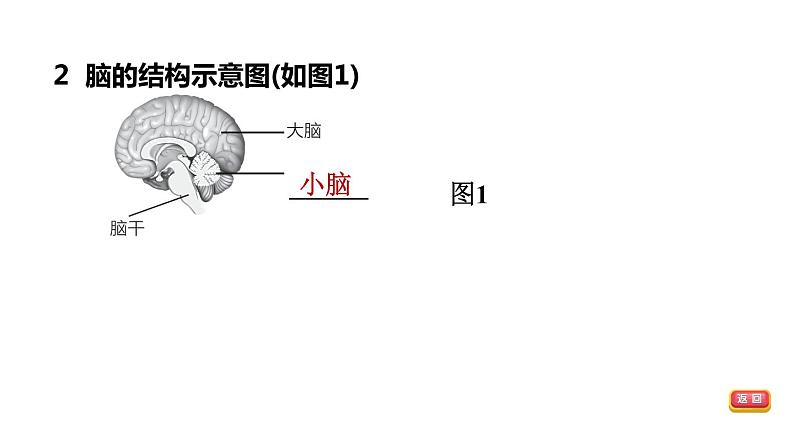 人教版中考生物一轮复习--第13课时　人体通过神经系统和内分泌系统调节生命活动（复习课件）第7页