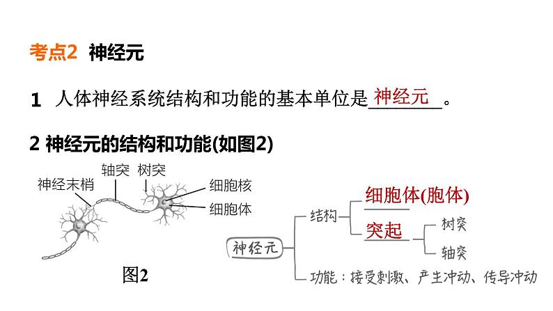 人教版中考生物一轮复习--第13课时　人体通过神经系统和内分泌系统调节生命活动（复习课件）第8页