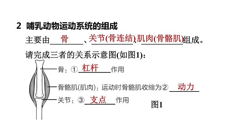 人教版中考生物一轮复习--第14课时　动物的运动和行为（复习课件）第5页