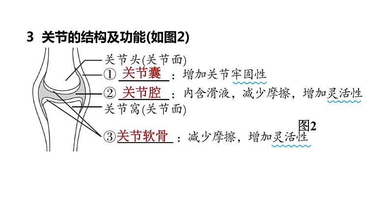 人教版中考生物一轮复习--第14课时　动物的运动和行为（复习课件）第6页