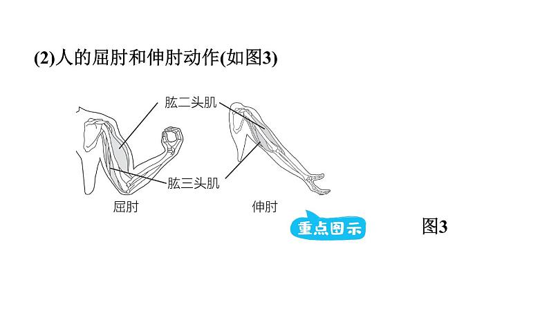 人教版中考生物一轮复习--第14课时　动物的运动和行为（复习课件）第8页