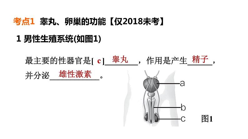 人教版中考生物一轮复习--第17课时　人的生殖和发育（复习课件）第4页