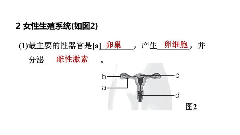 人教版中考生物一轮复习--第17课时　人的生殖和发育（复习课件）第5页