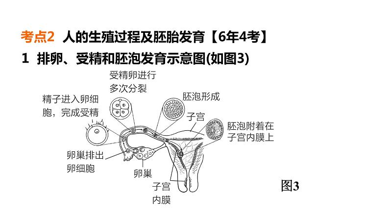 人教版中考生物一轮复习--第17课时　人的生殖和发育（复习课件）第7页