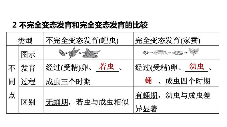 人教版中考生物一轮复习--第18课时　动物的生殖和发育（复习课件）05