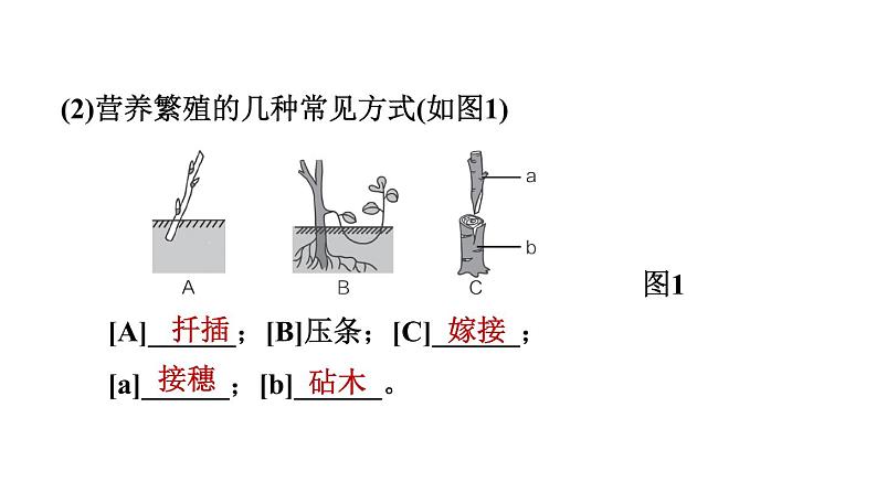 人教版中考生物一轮复习--第19课时　植物的生殖（复习课件）第6页